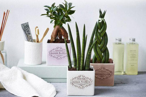 snake plant