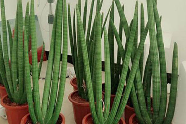 snake plant