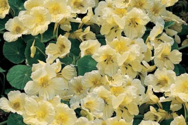 Tropaeolum