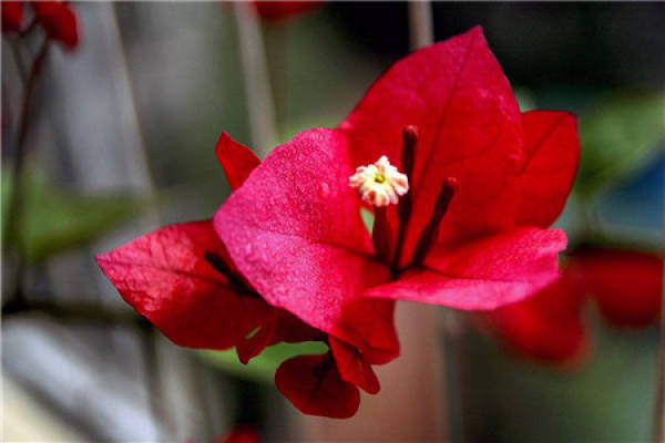 Bougainvillea