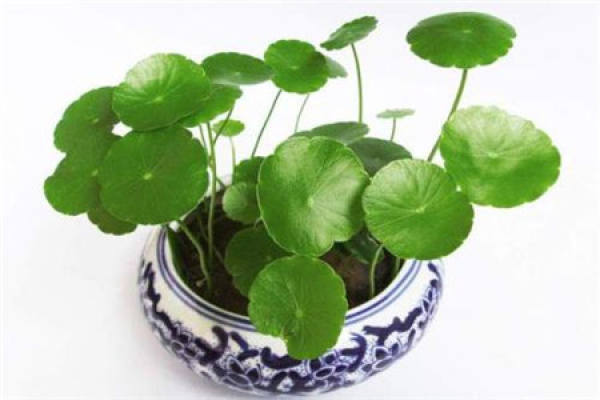 Herba Lysimachiae Christinae