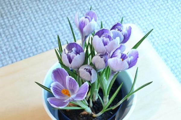 crocus