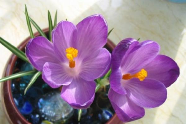crocus