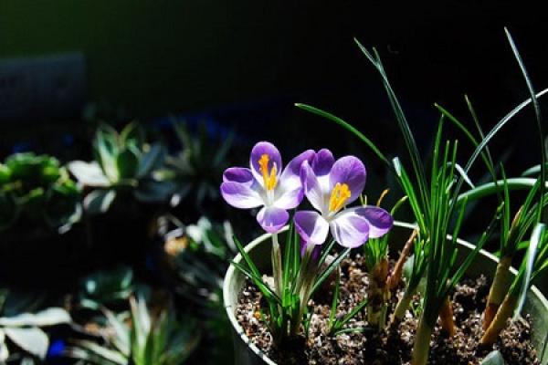 Crocus sativus