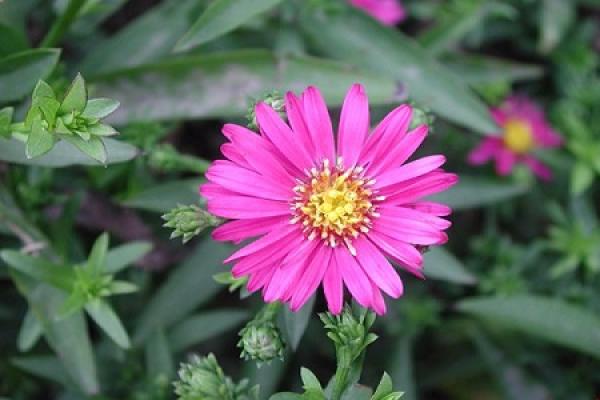 Dutch chrysanthemum