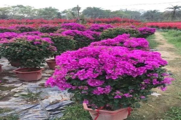 Bougainvillea