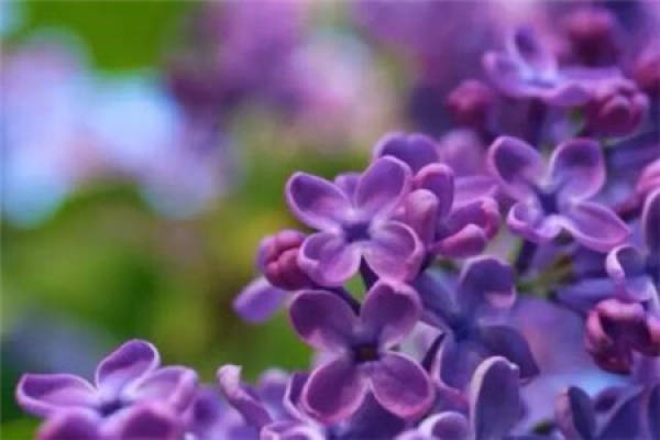Lilac Flower
