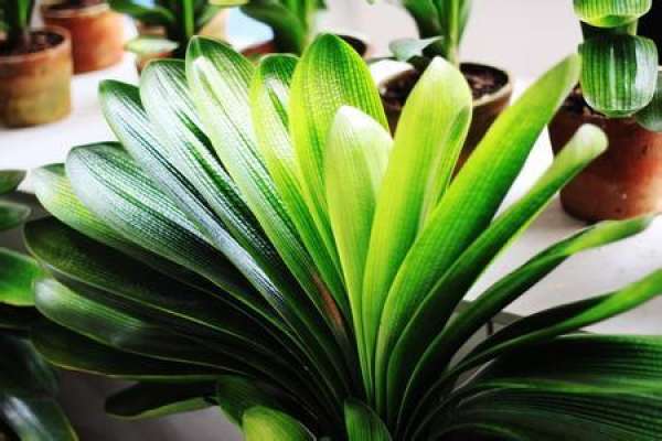 Clivia miniata