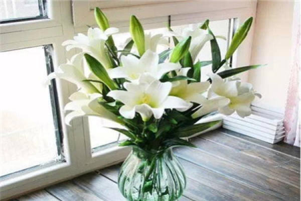 Lily Flower Lily Flower