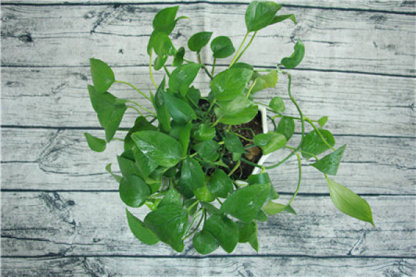 Scindapsus macrophylla