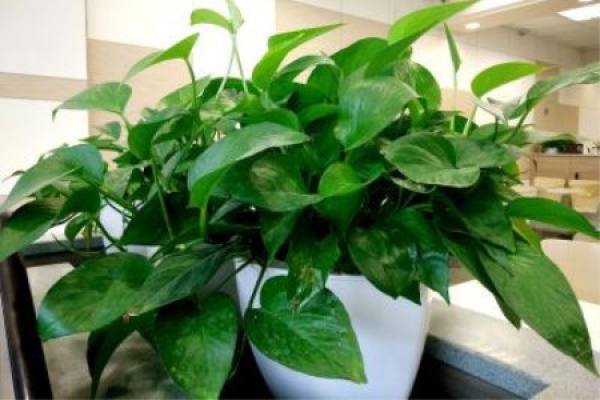 big leaf and pothos