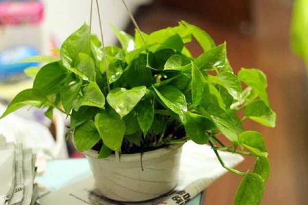 Scindapsus macrophylla