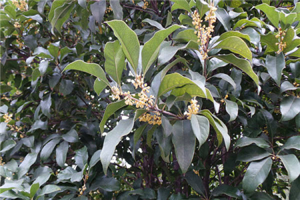 osmanthus