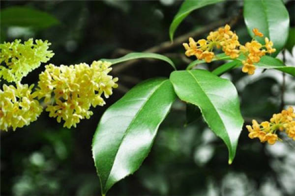 Sweet-scented osmanthus