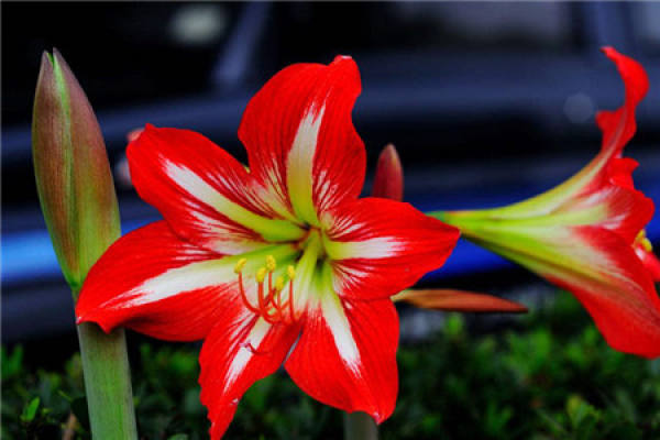 Amaryllis vittata