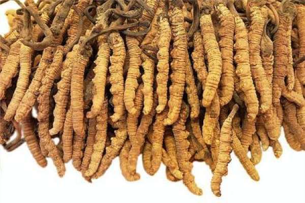 Cordyceps sinensis