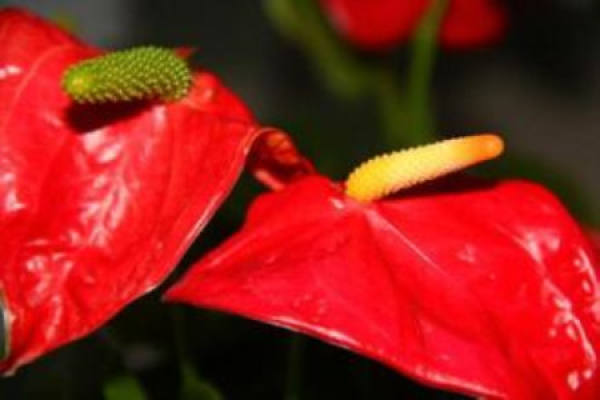 Anthurium