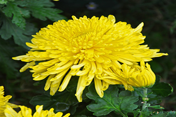 Chrysanthemum