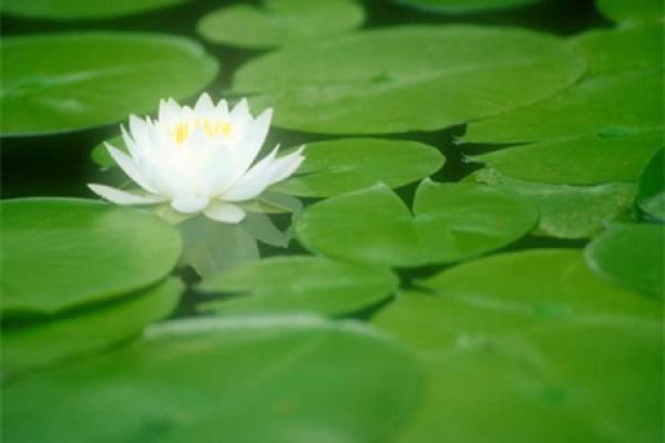 Water Lily