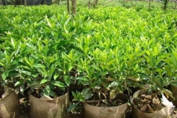 African jasmine