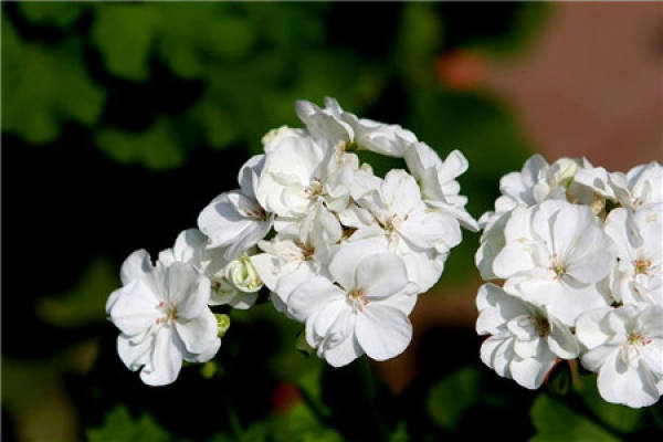 Geranium