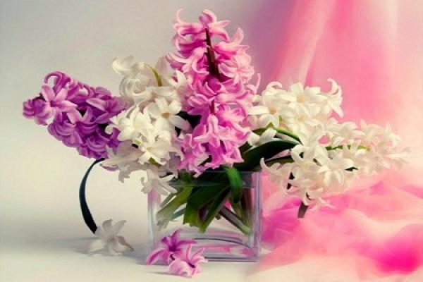 Hyacinth