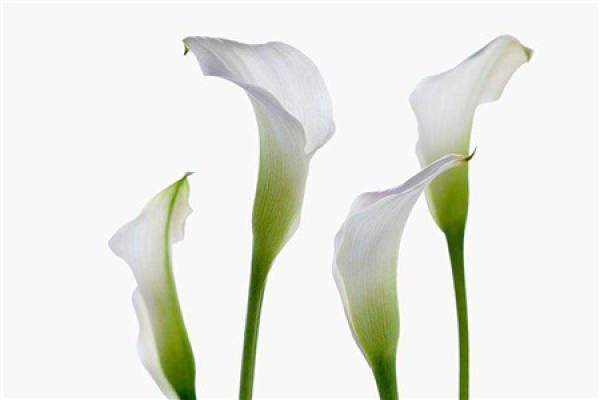 Common Calla Lily