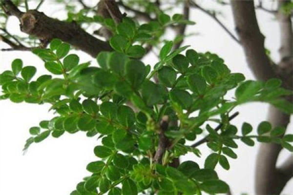 Qing Xiang Mu