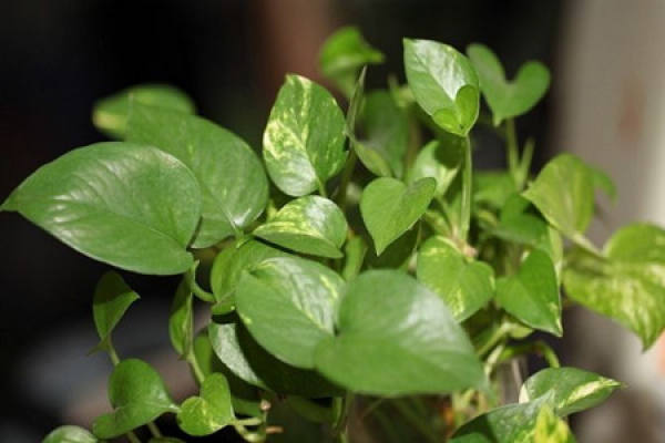 Hydroponic scindapsus