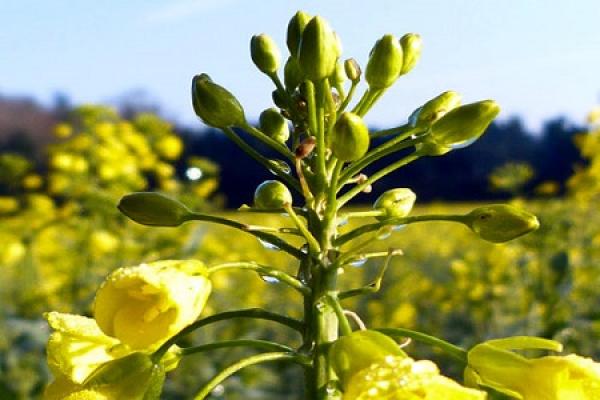 Rape seed
