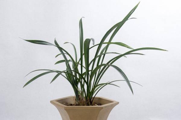 Orchid