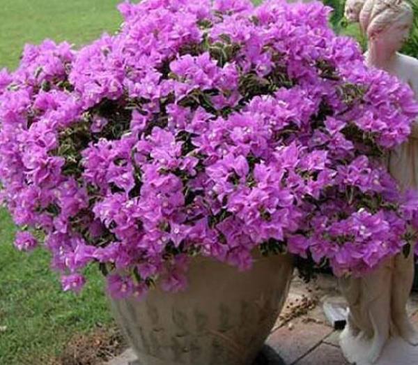 Bougainvillea