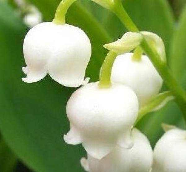 Convallaria
