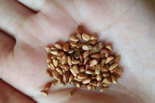 rose seed