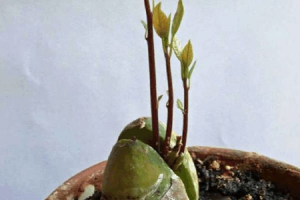 avocado