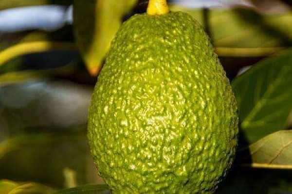 avocado