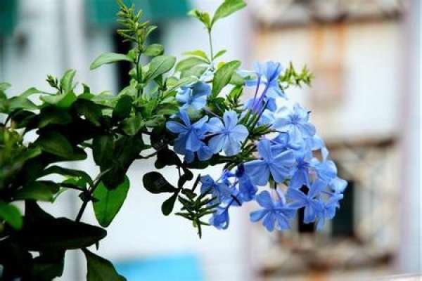 blue snowflake