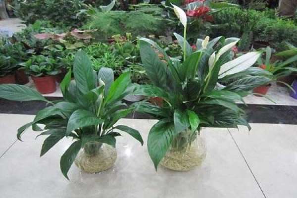 Hydroponic Spathiphyllum