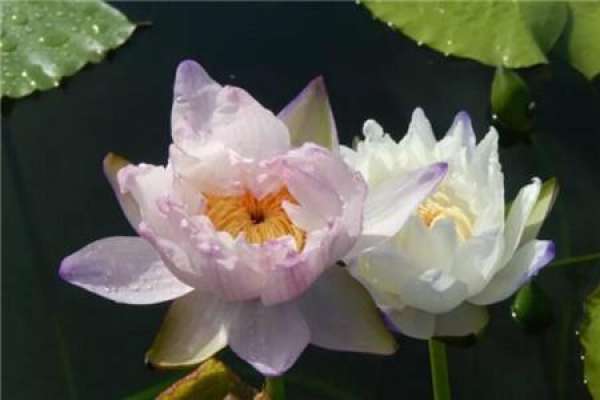 water lily