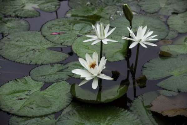 Water Lily