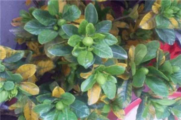 Gardenia