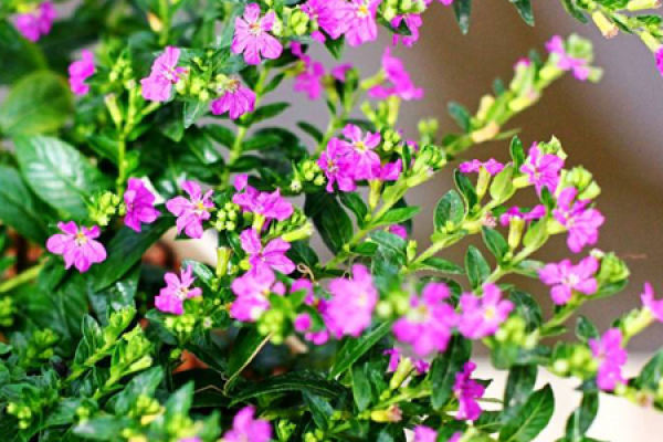 Gypsophila paniculata