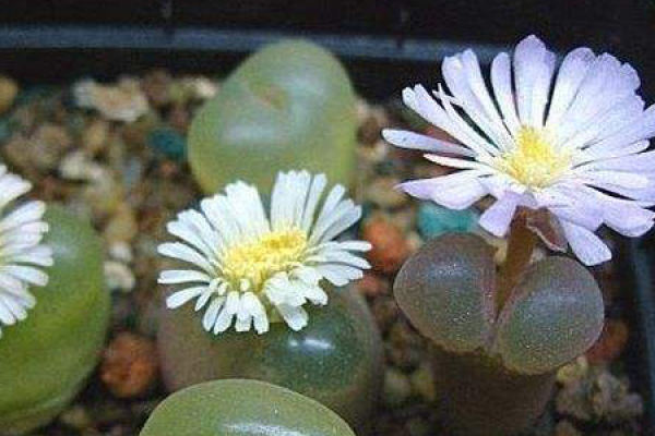 Fleshy bulb Fleshy bulb