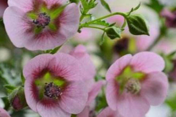 Small Hibiscus