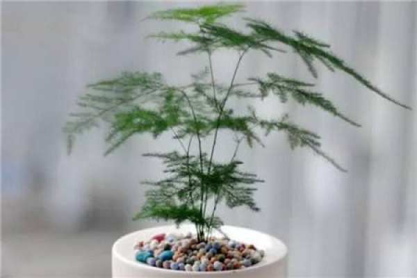 purple sand pot