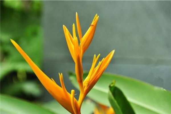 Strelitzia Regina