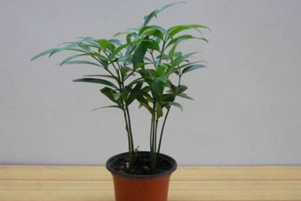 Bamboo Cypress