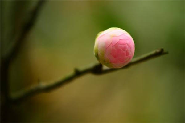 Camellia