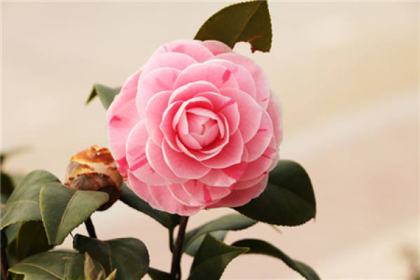 Camellia