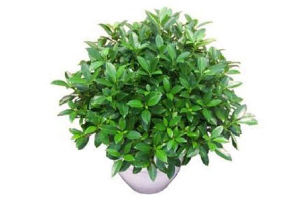 African jasmine